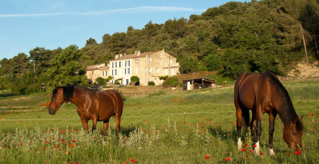 Domaine De Bertrandy Bed & Breakfast Алман ан Прованс Екстериор снимка
